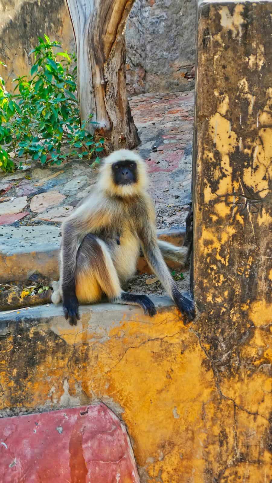 faces of india