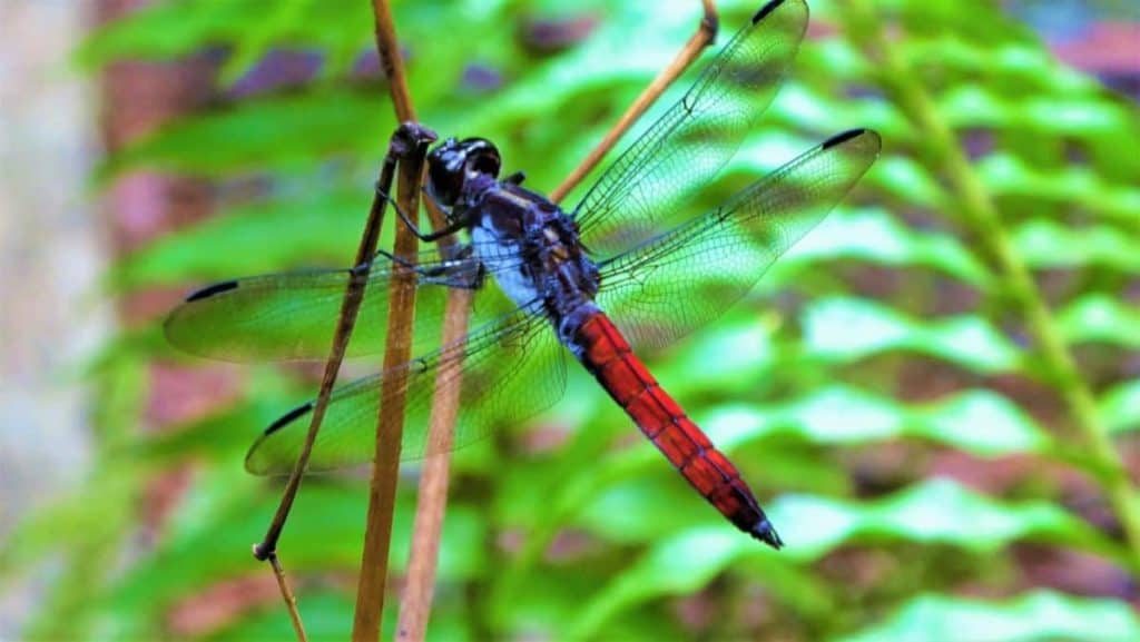 costa rica