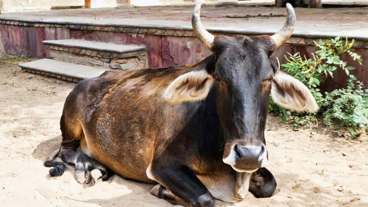 faces of india