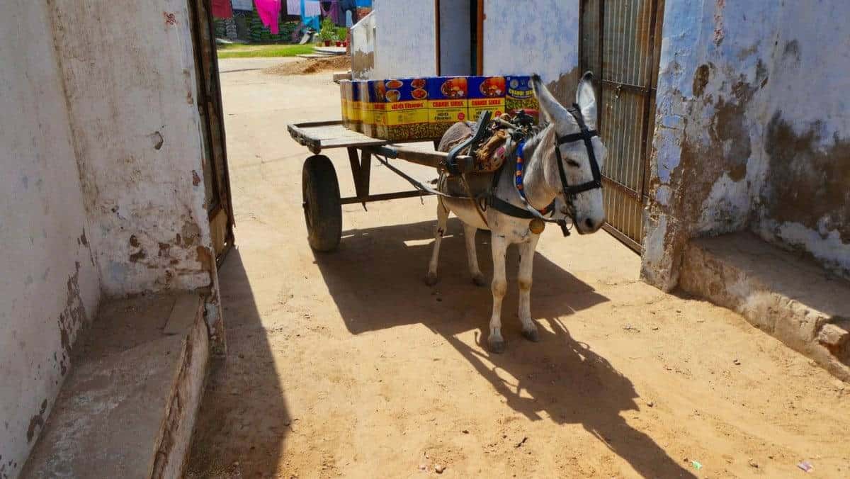 faces of india