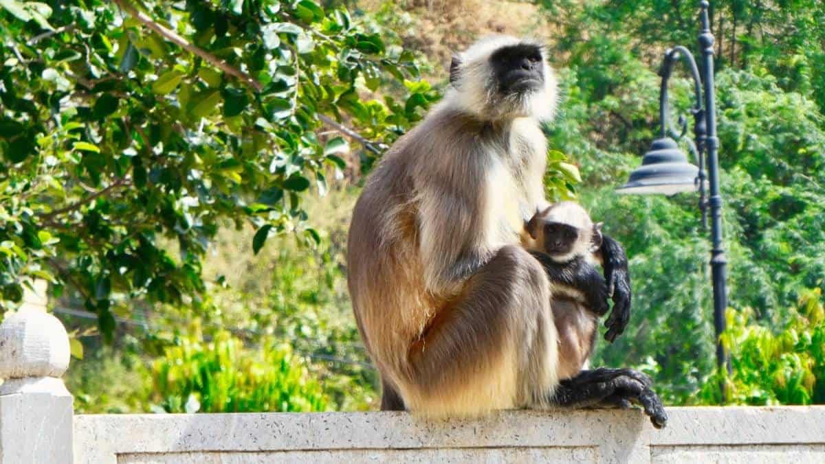 faces of india