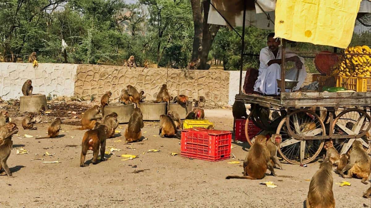 faces of india