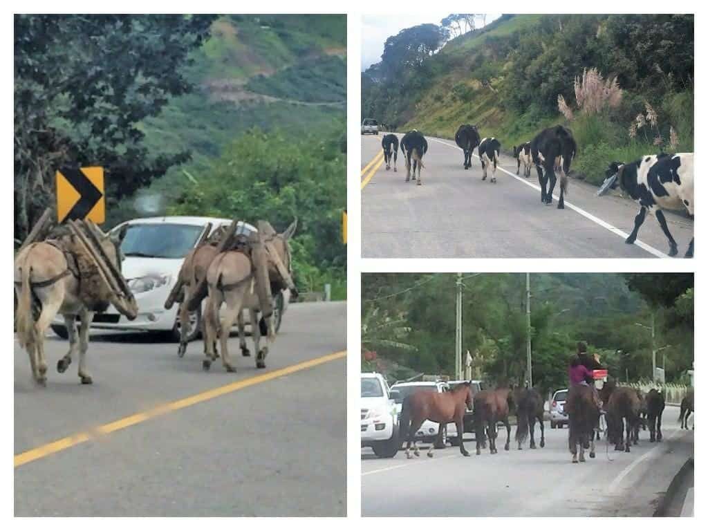 vilcabamba