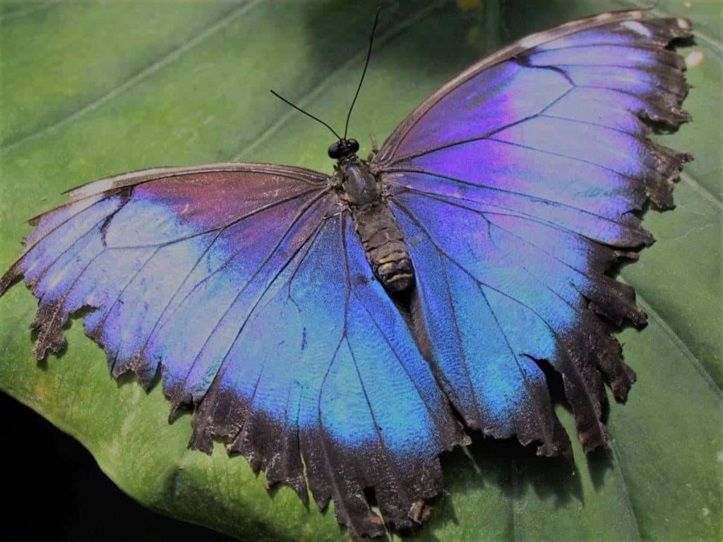 costa rica