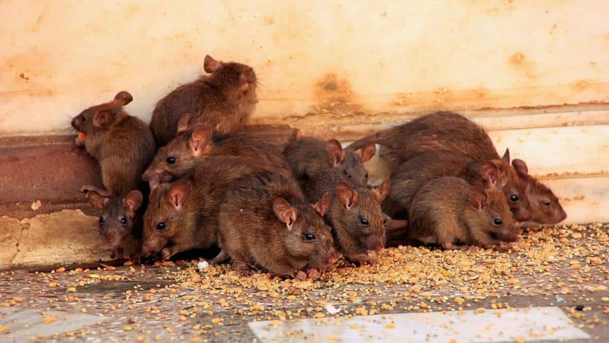 rat temple