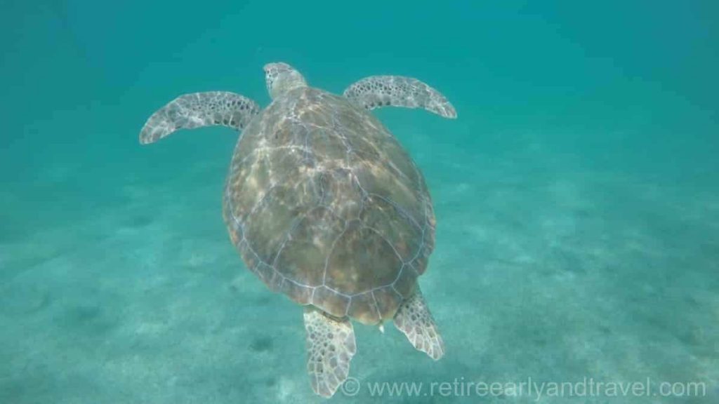 playa del carmen sea turtles