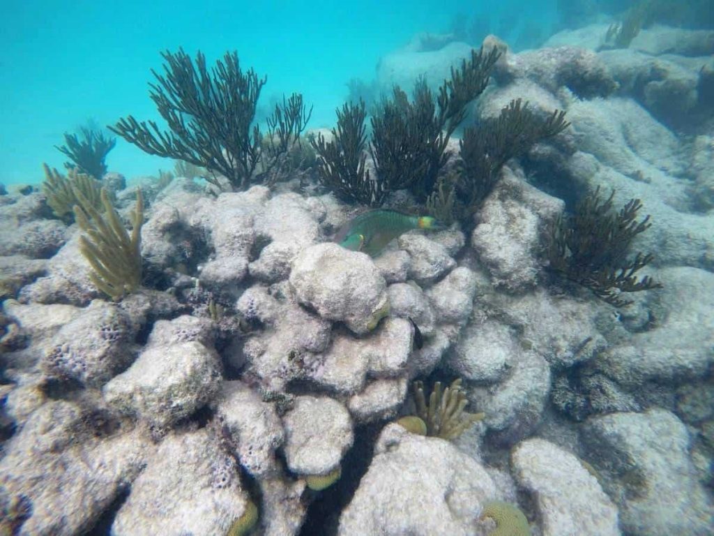 playa del carmen sea turtles