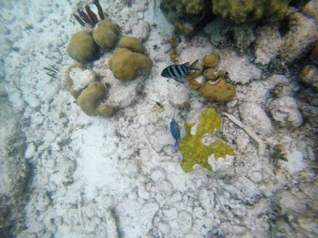 playa del carmen sea turtles