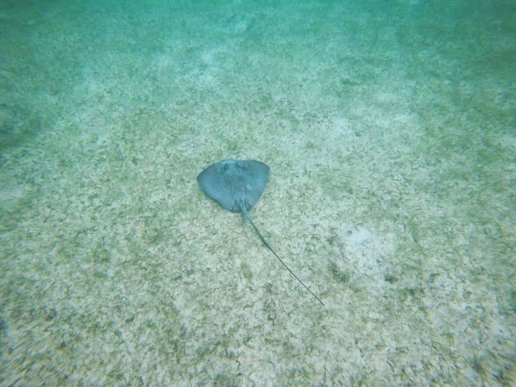 playa del carmen sea turtles