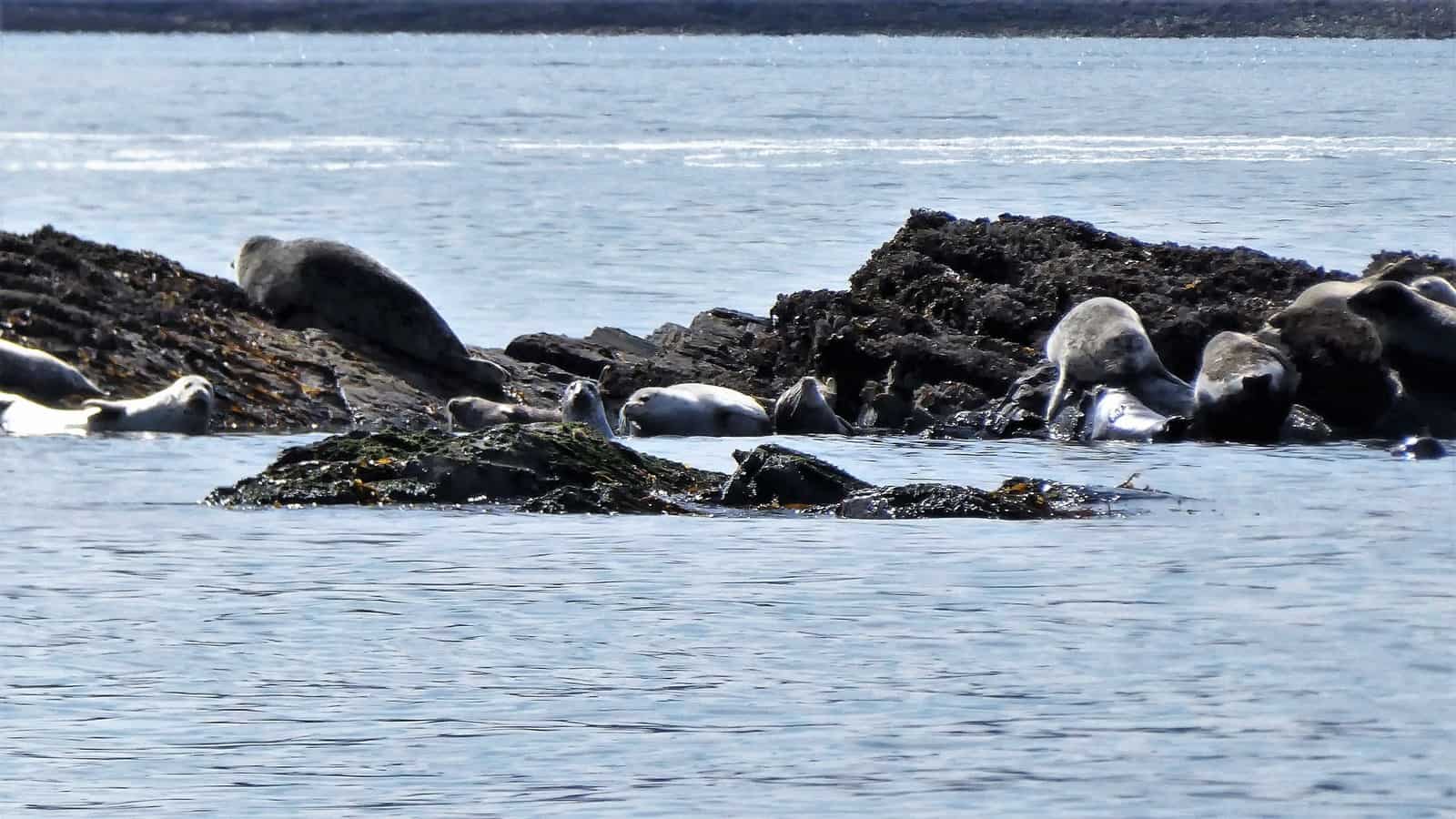 Alaskan cruise