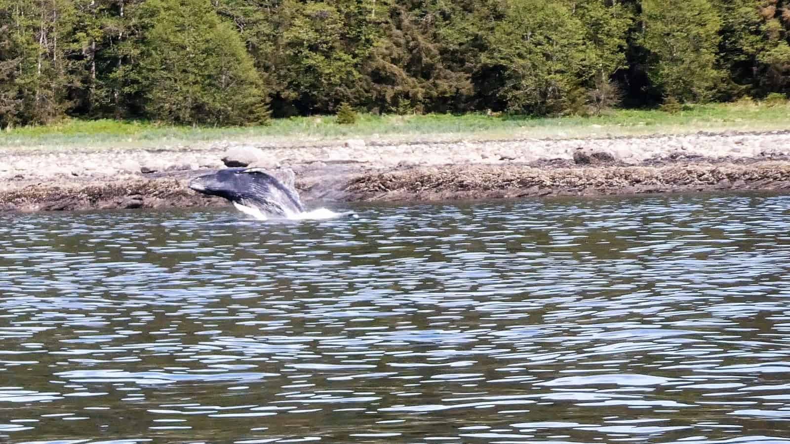 Alaskan cruise