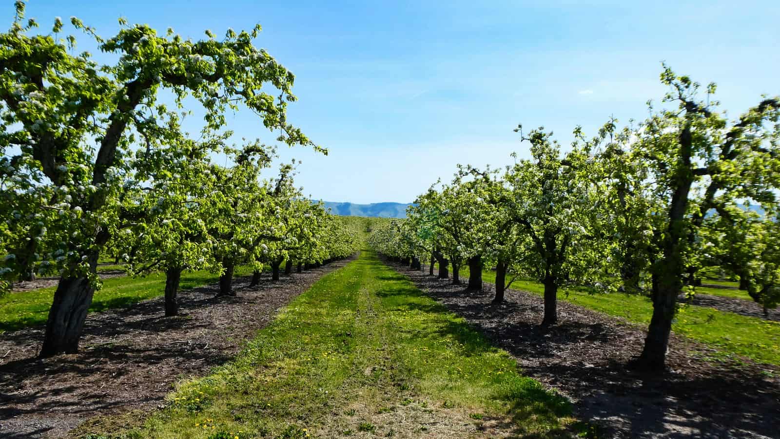 Columbia Gorge Wine