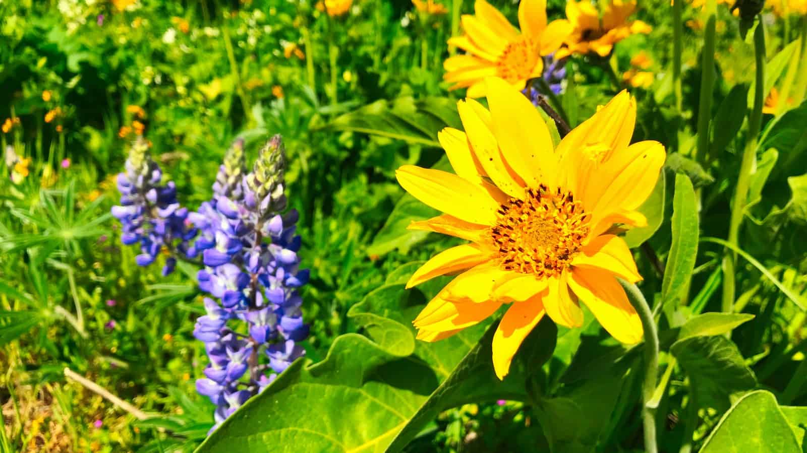 Wild flowers along Columbia Gorge Wine