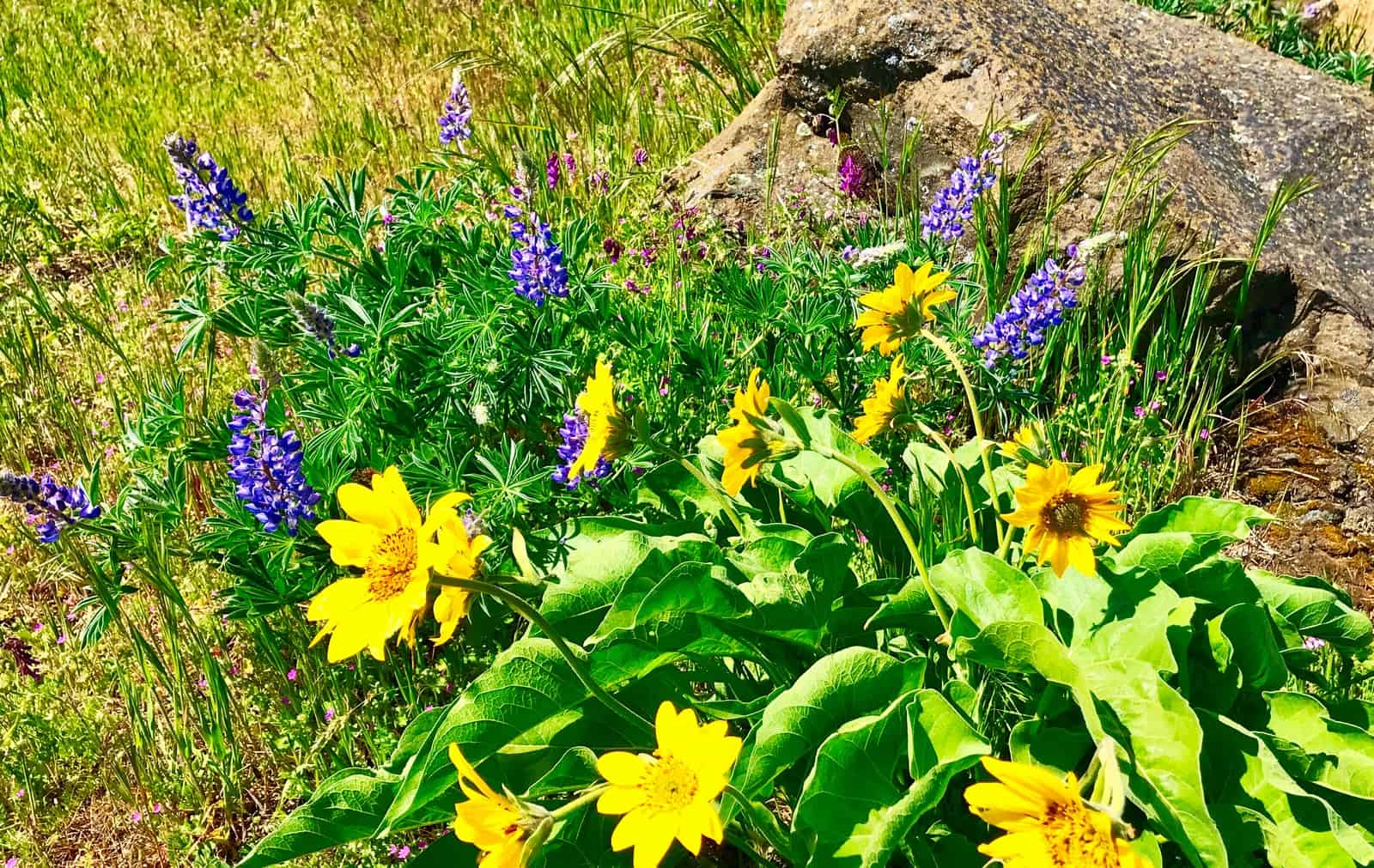 Wild flowers along Columbia Gorge Wine