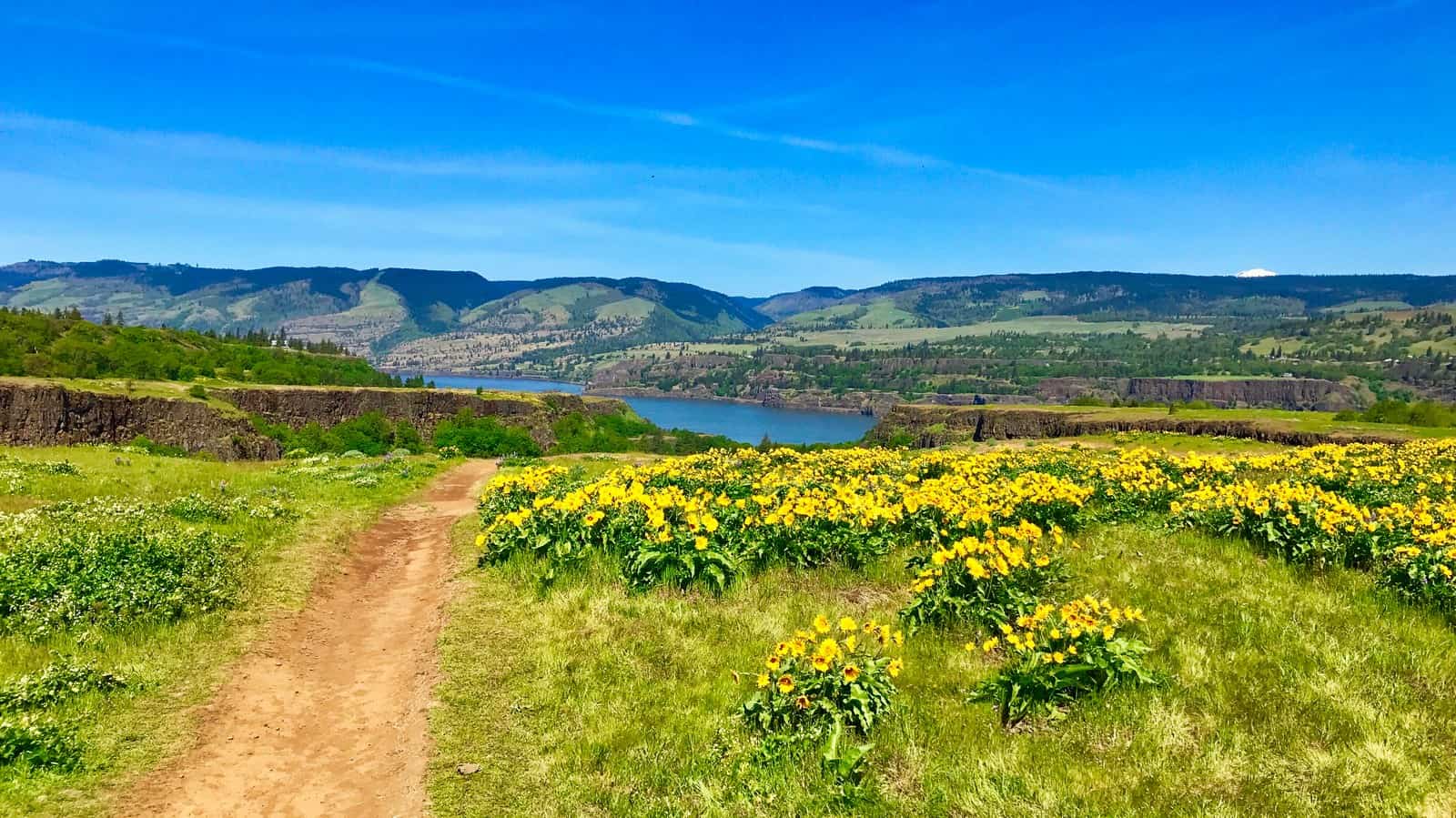 Wild flowers along Columbia Gorge Wine