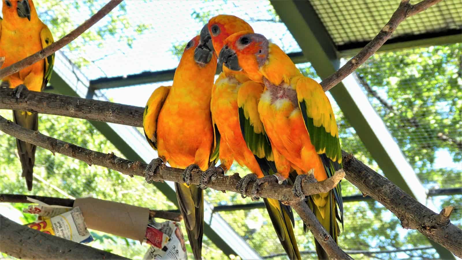 Tracy aviary