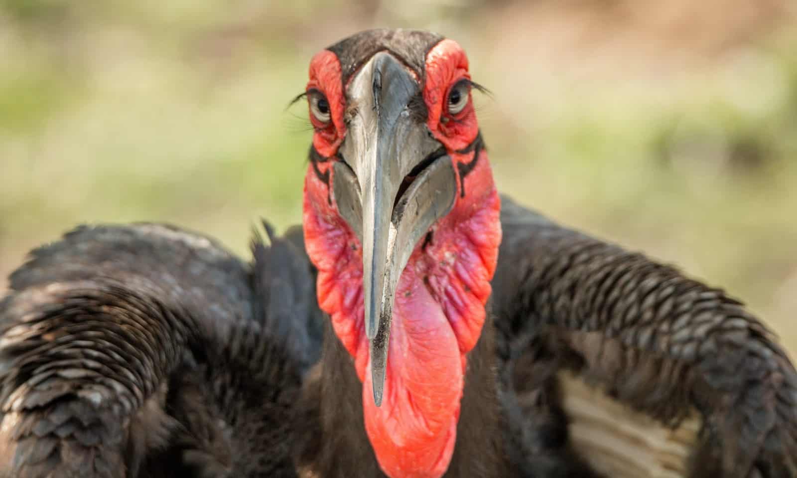 Ground Hornbill 