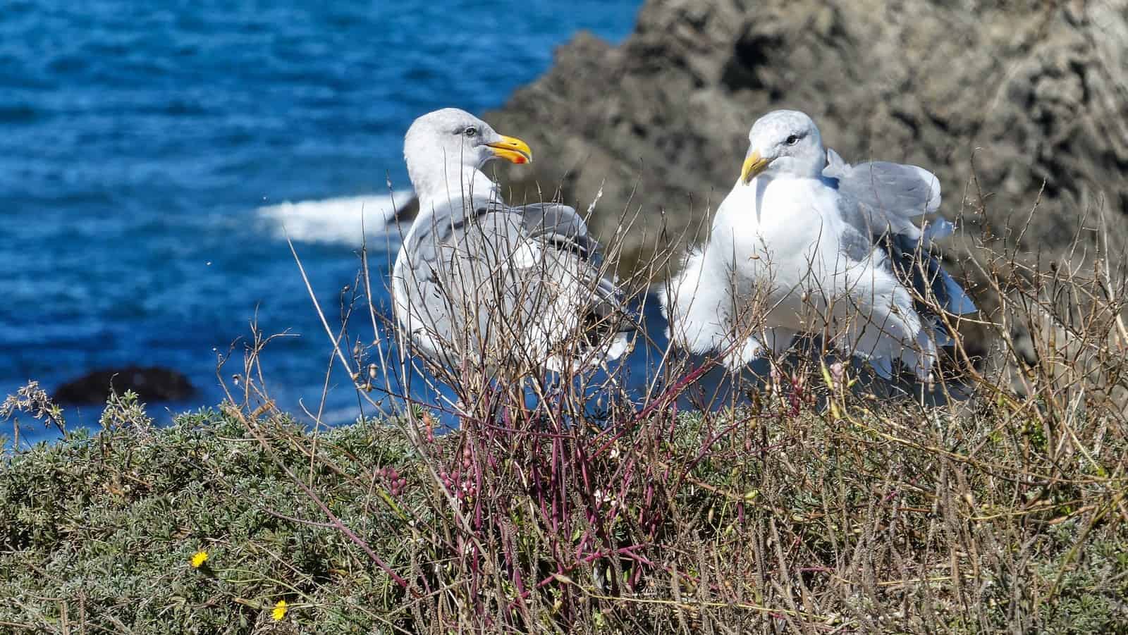 Mendocino wine