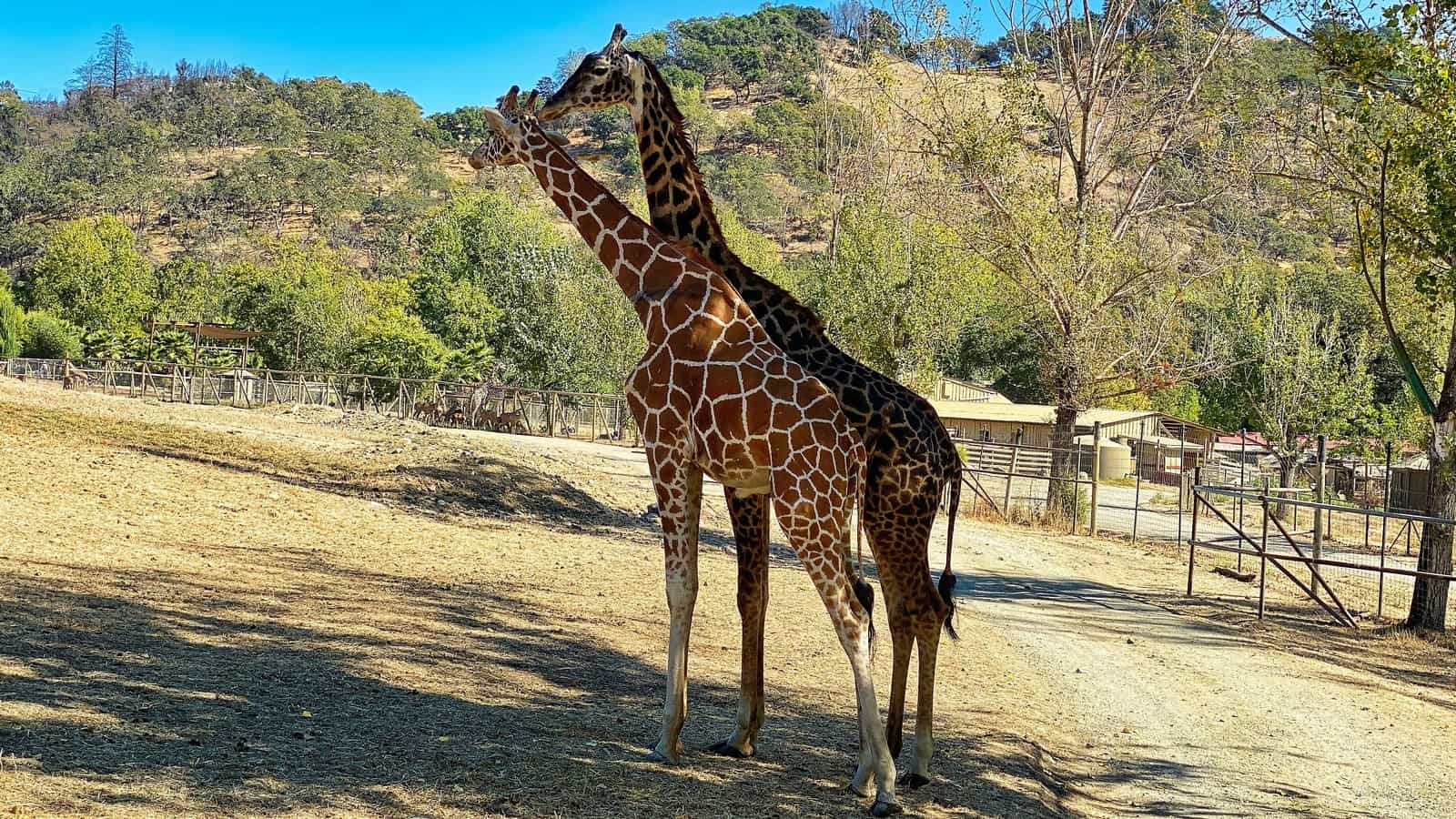 safari west santa rosa wine