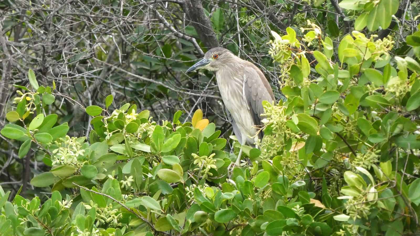 black crowned heron