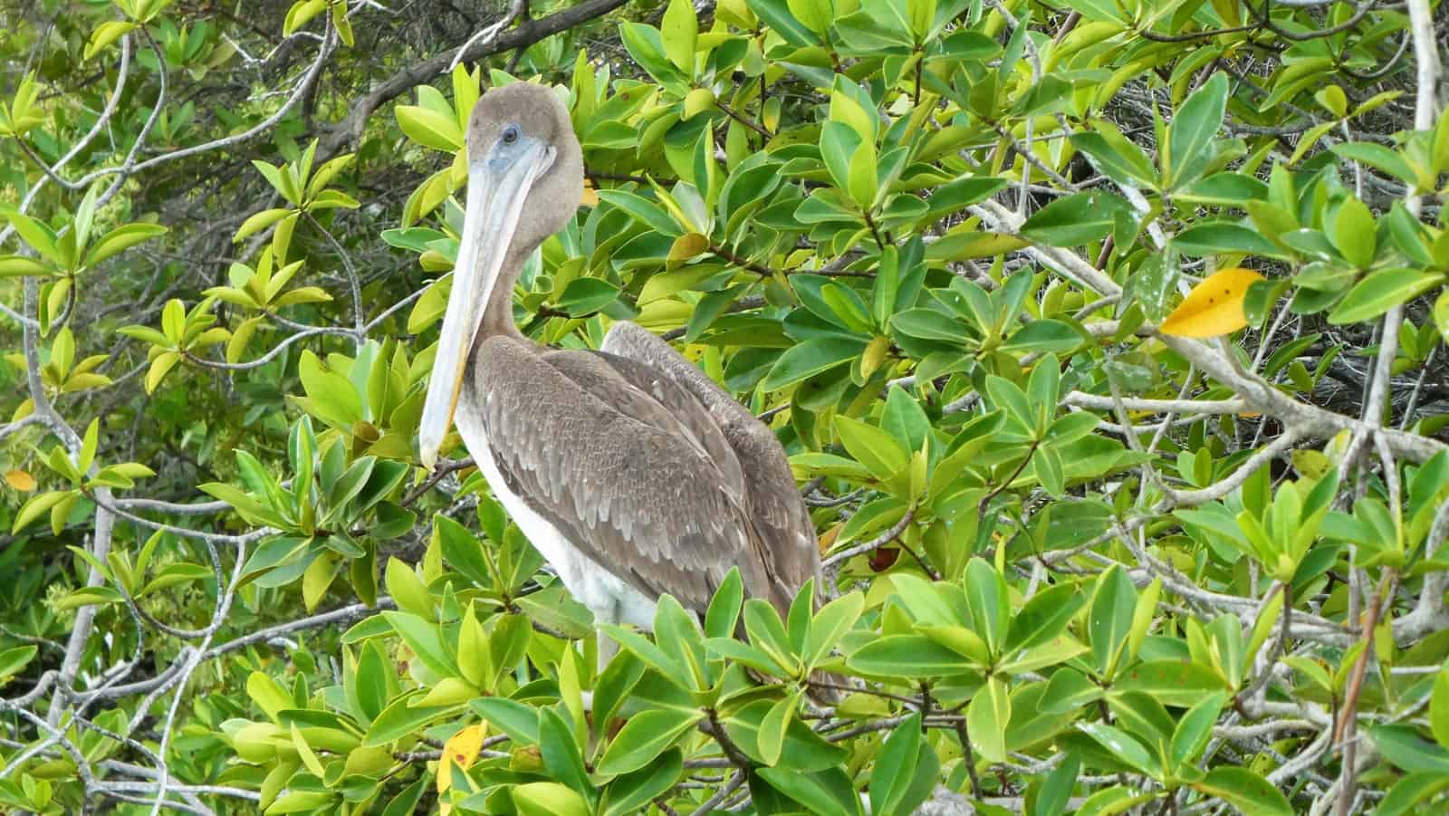 Brown pelican