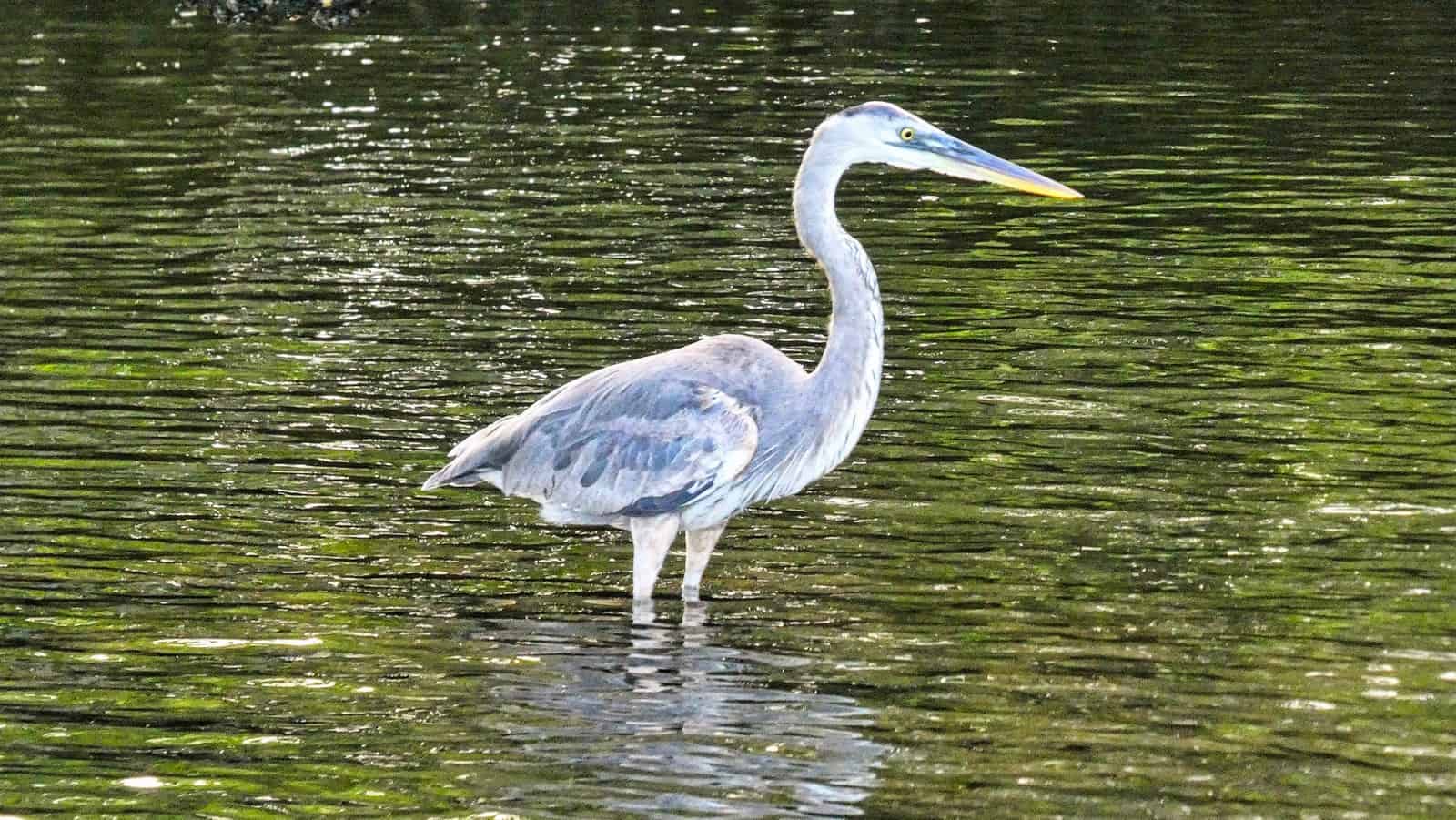 Galapagos blue heron