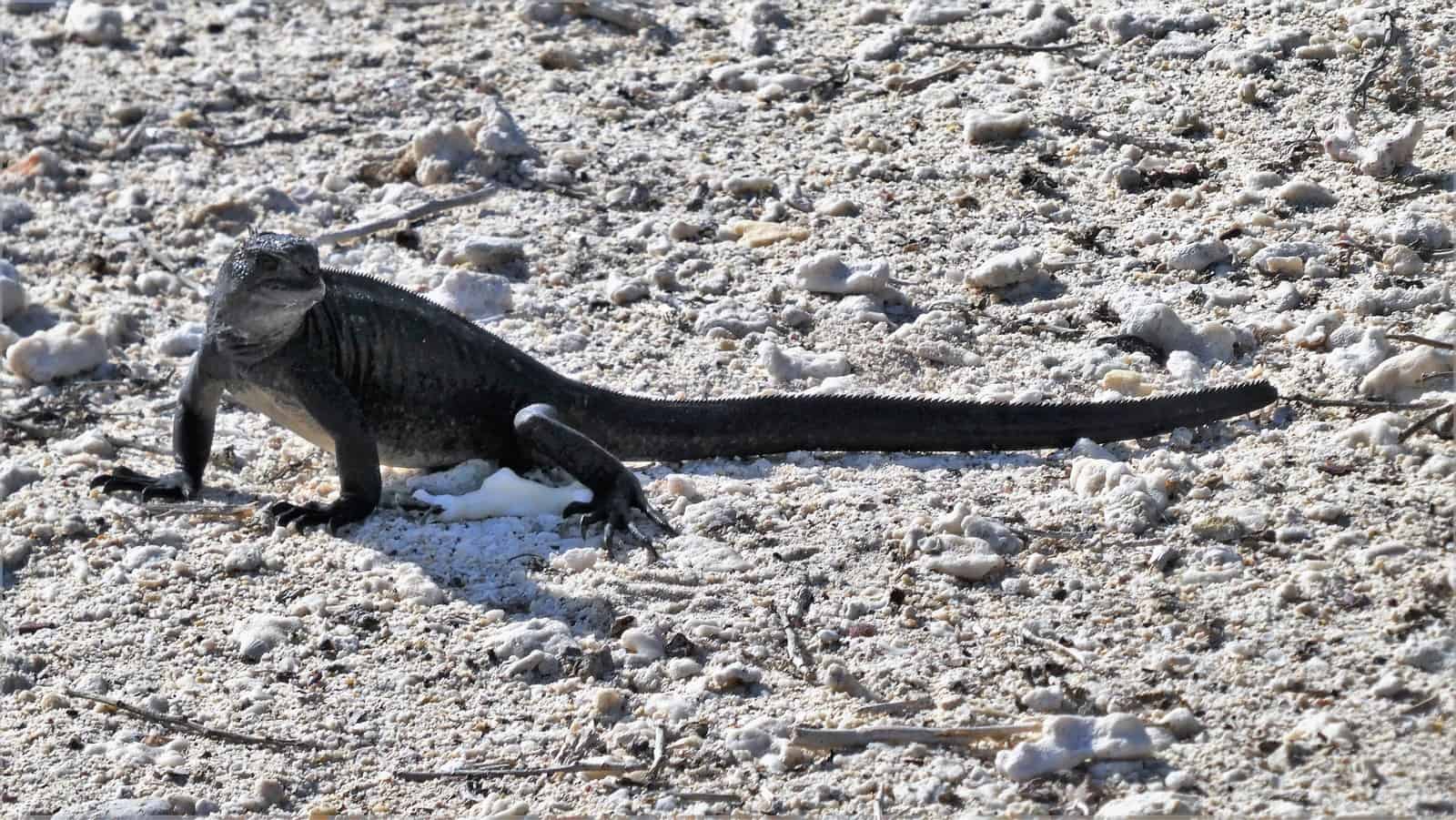 Galapagos Iguana