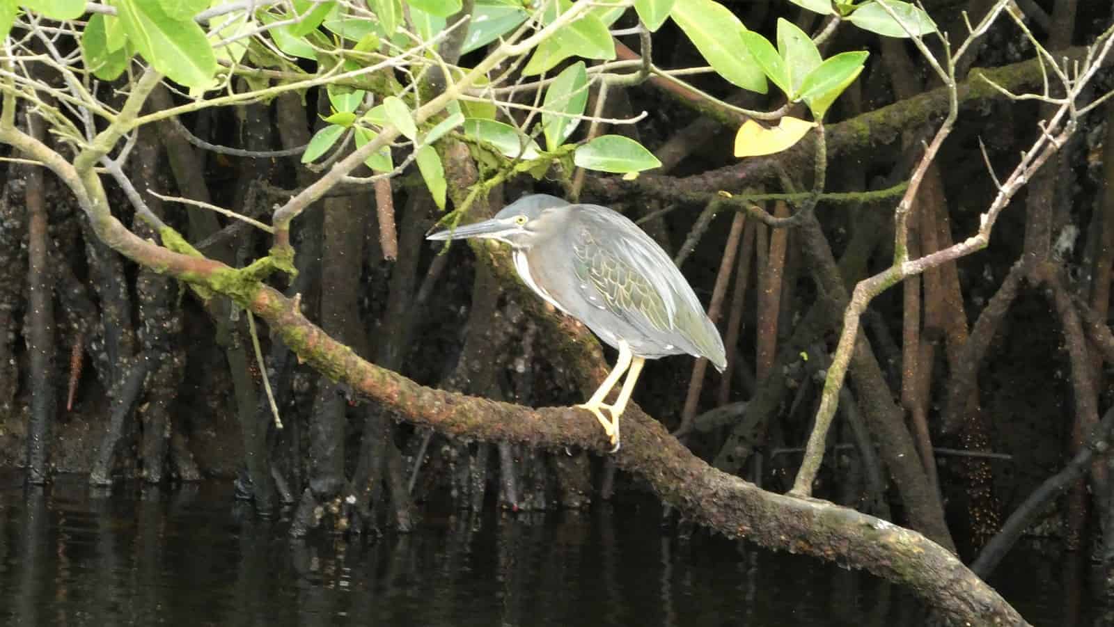 Lava heron