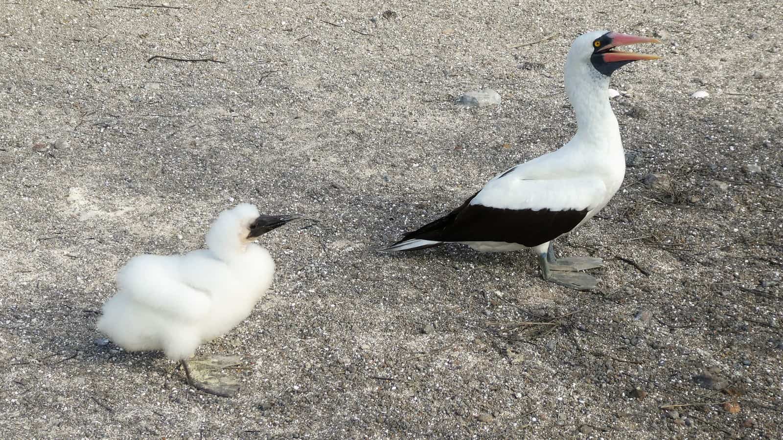 Nazca Booby