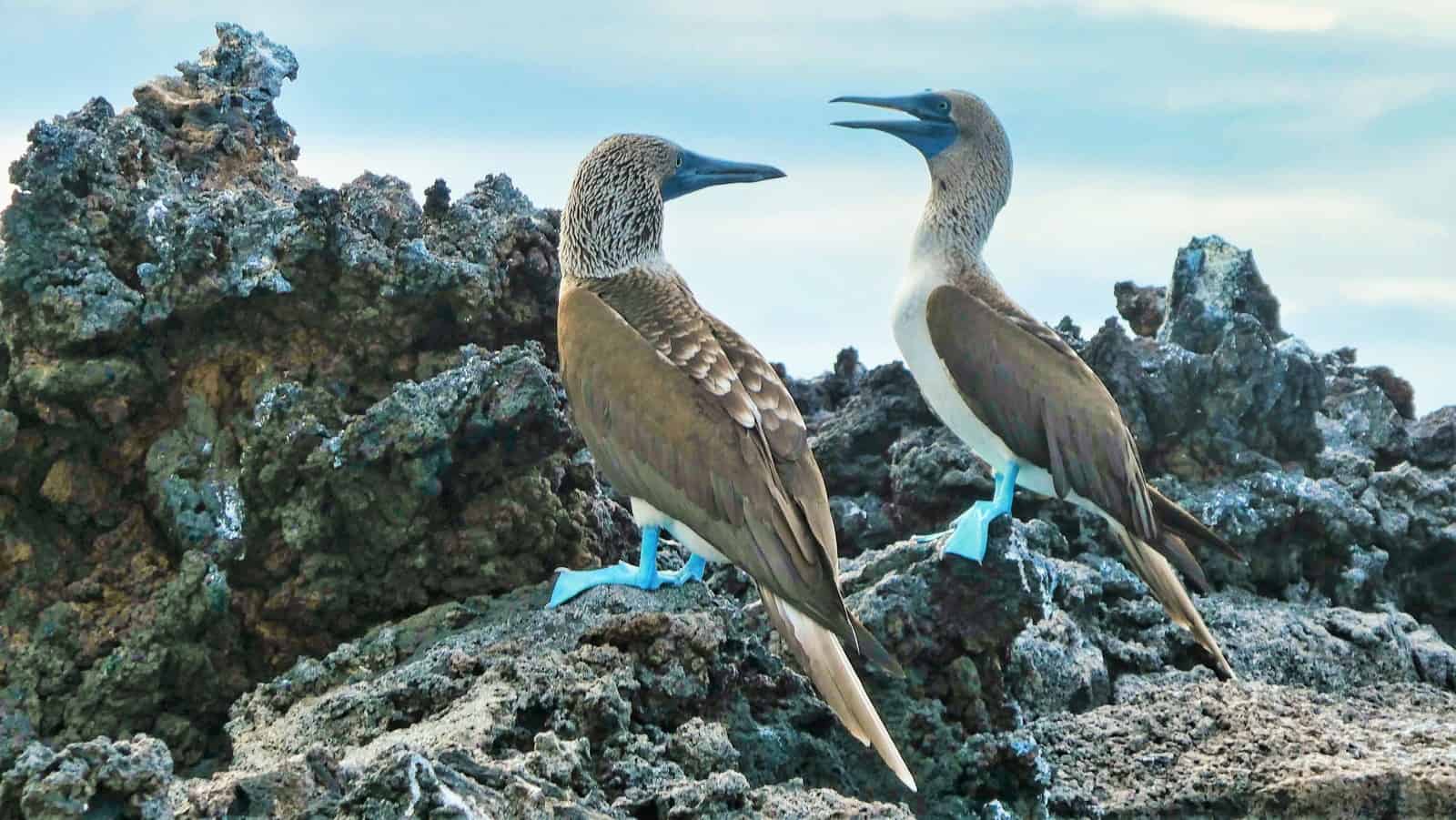 Galapagos Cruise