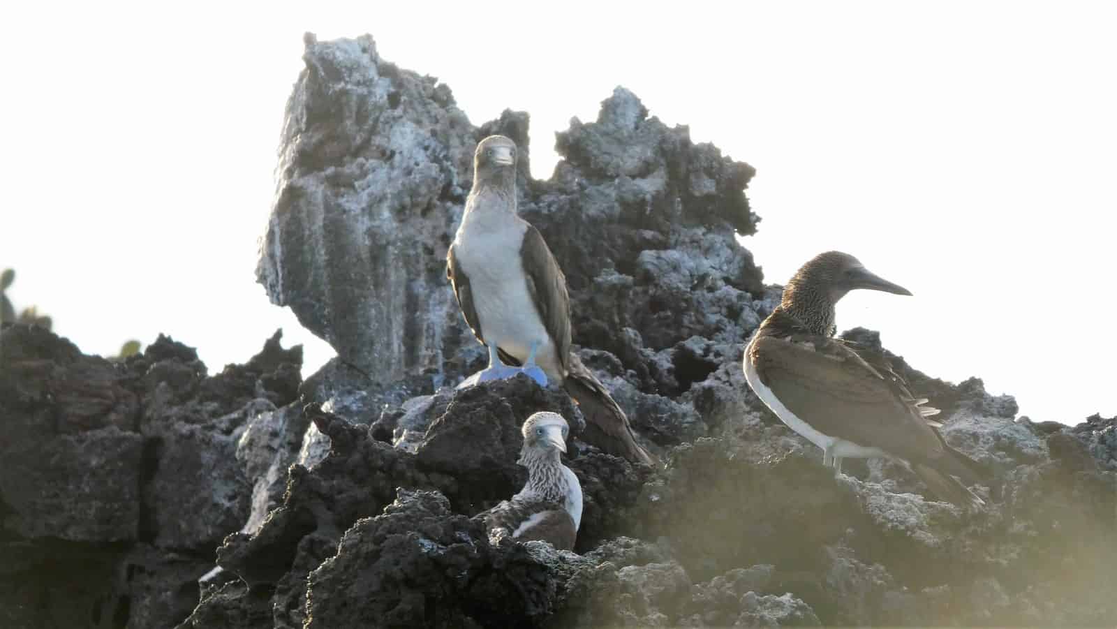 Blue-footed booby