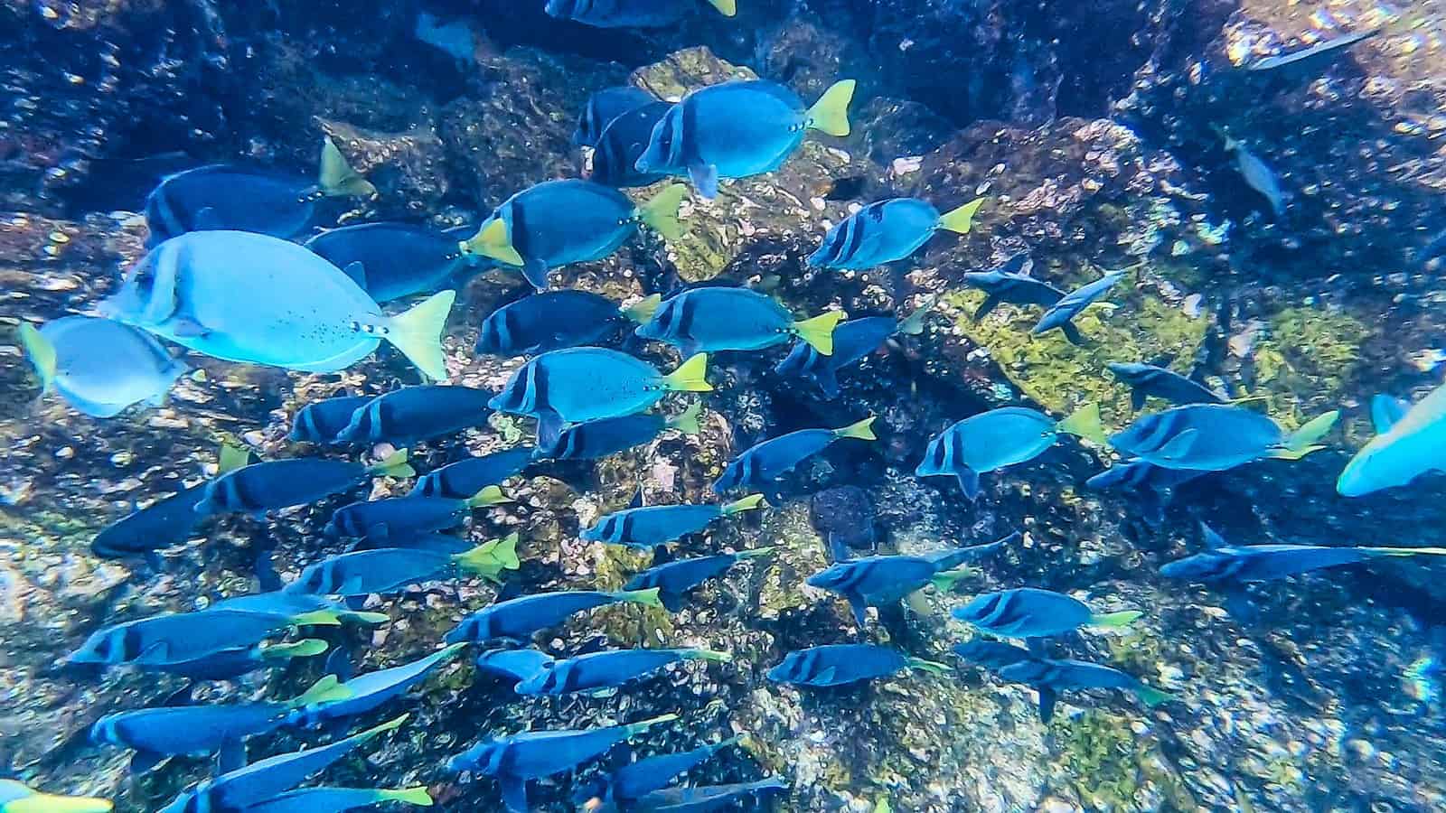 Galapagos snorkeling