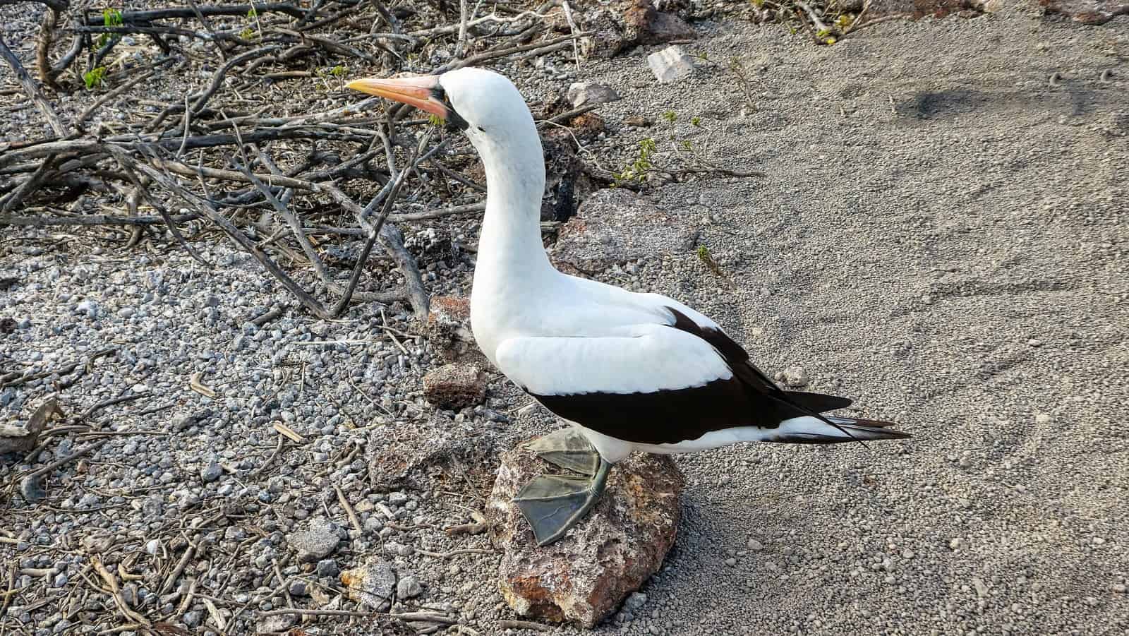 Nazca Booby