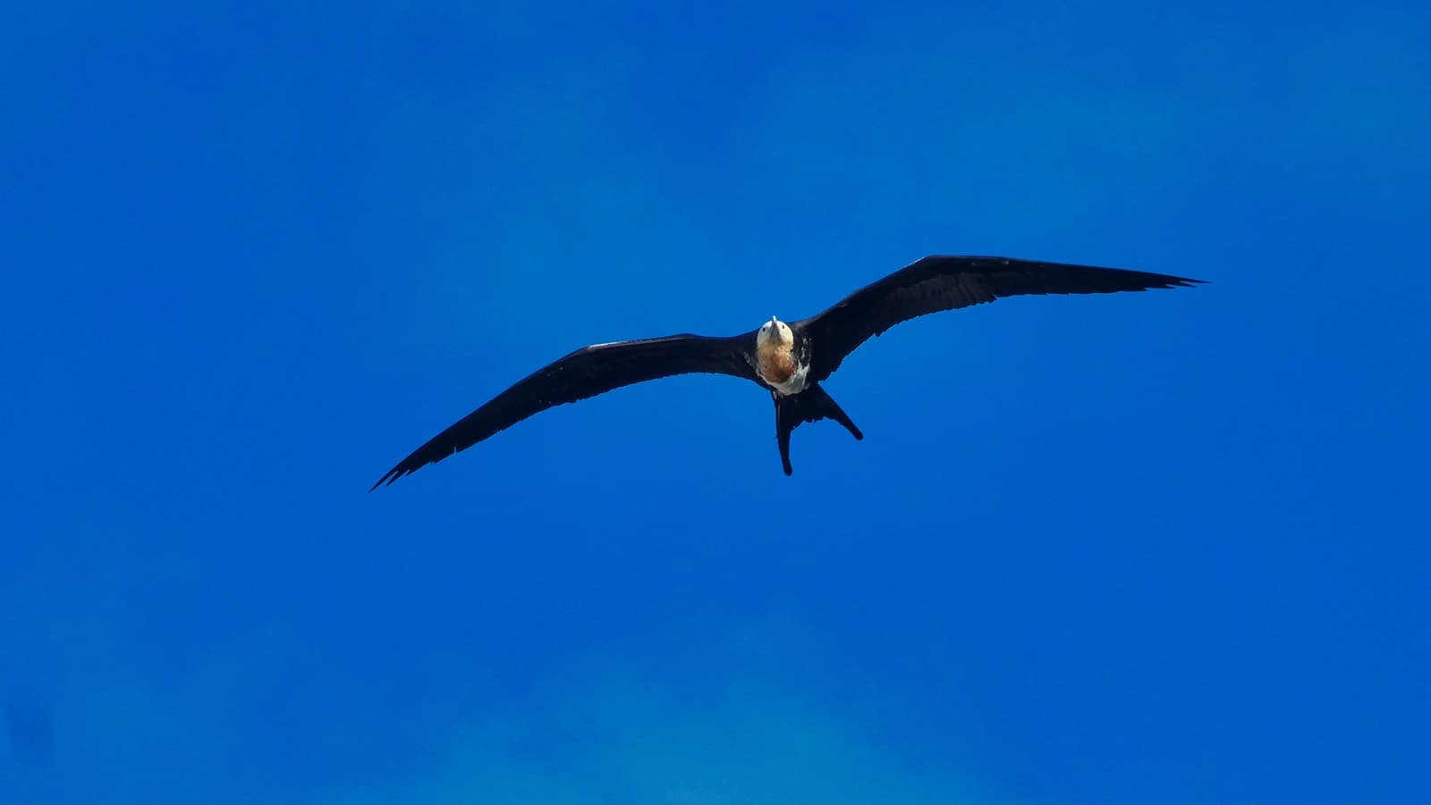 Frigatebird