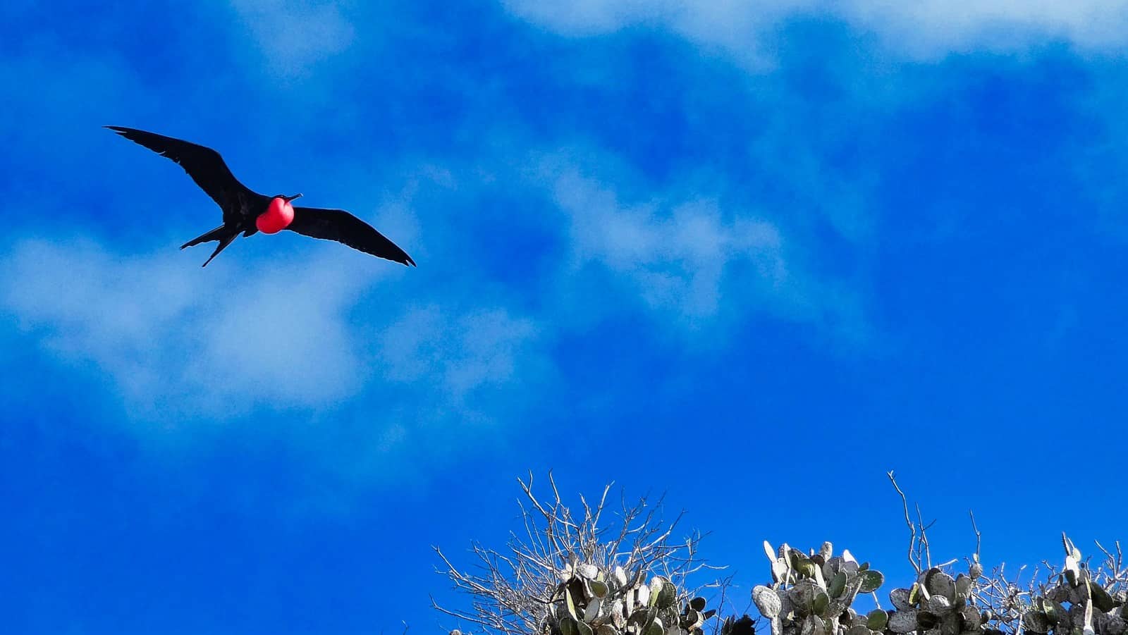 frigatebird male