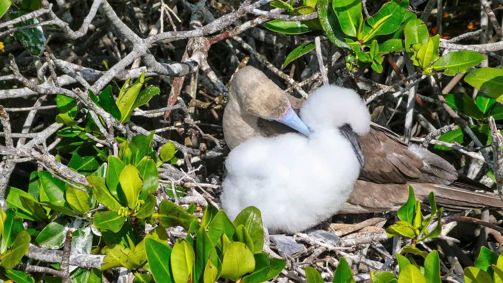 red footed booby galapagos