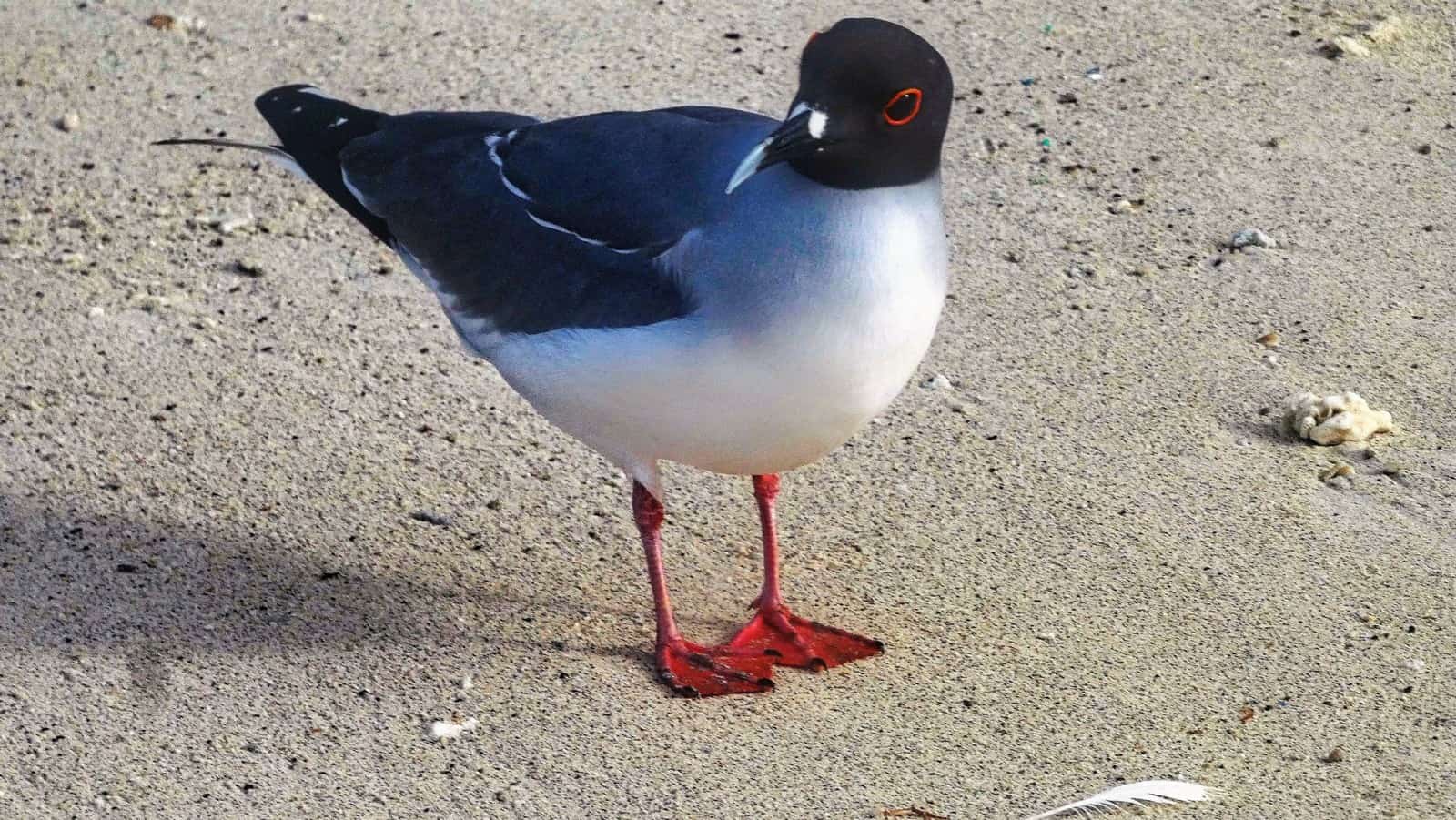 Galapagos Cruise