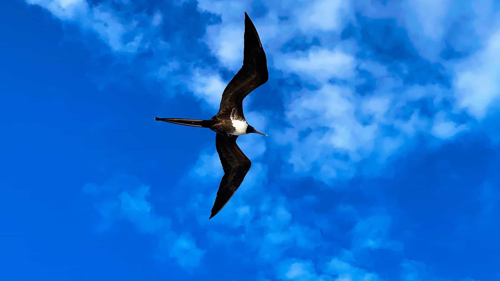 Frigatebird