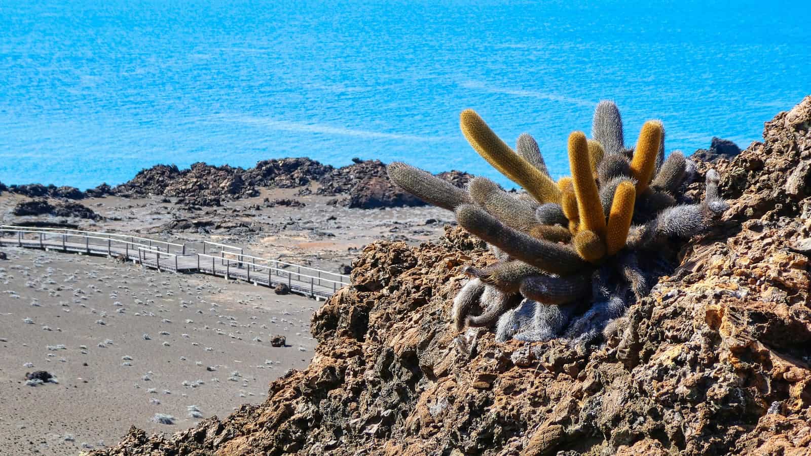 Galapagos cactus