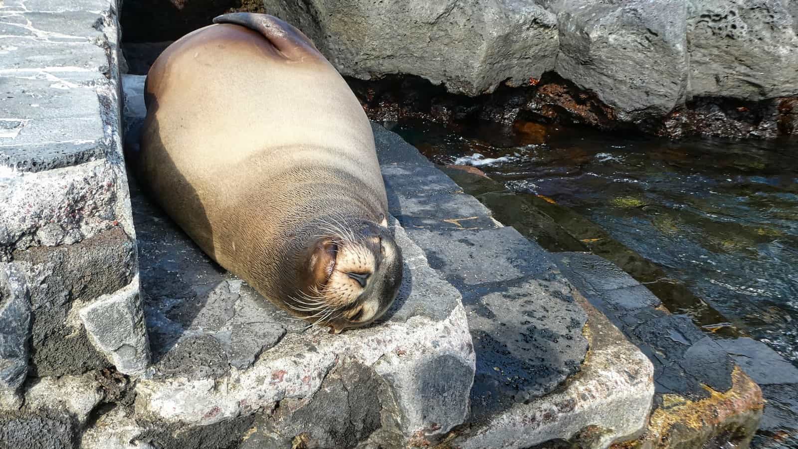 Bartolome Island Sea Lion