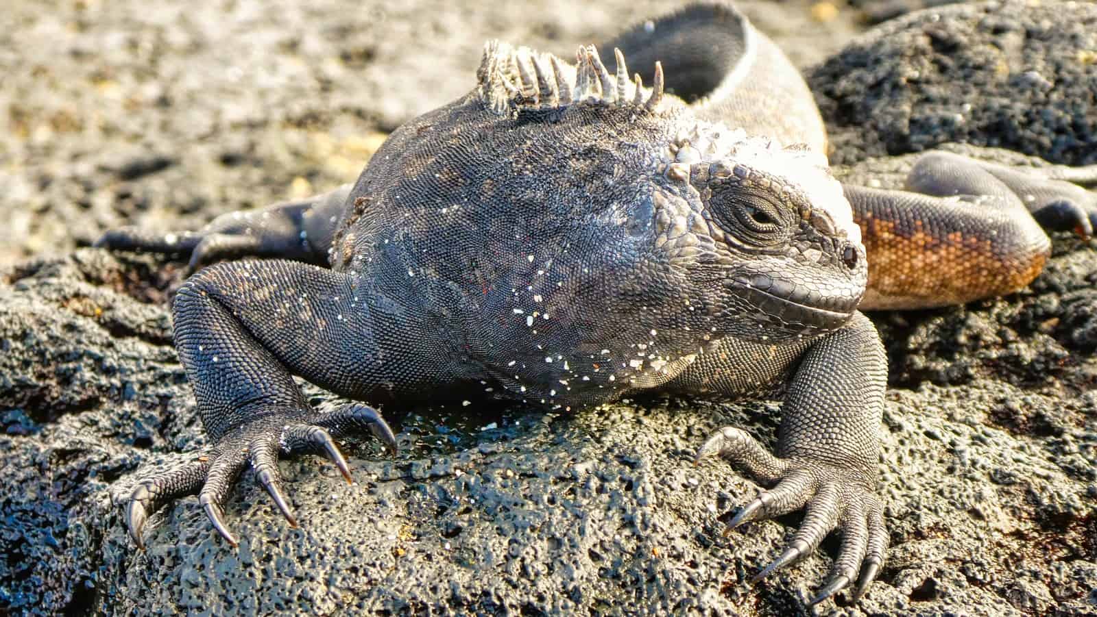 Marine Iguana