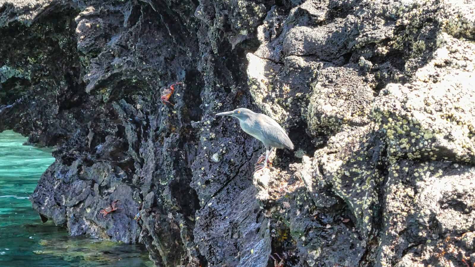 Lava Heron