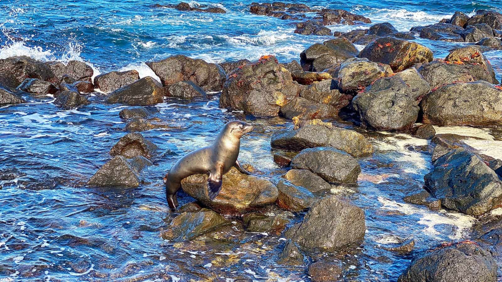 Mosquera Island