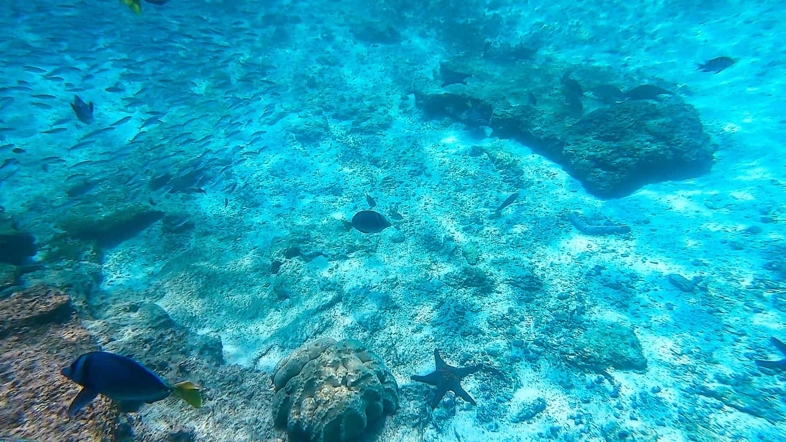 Mosquera Island snorkeling