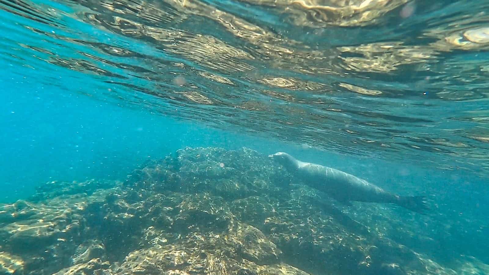 Mosquera Island Snorkeling