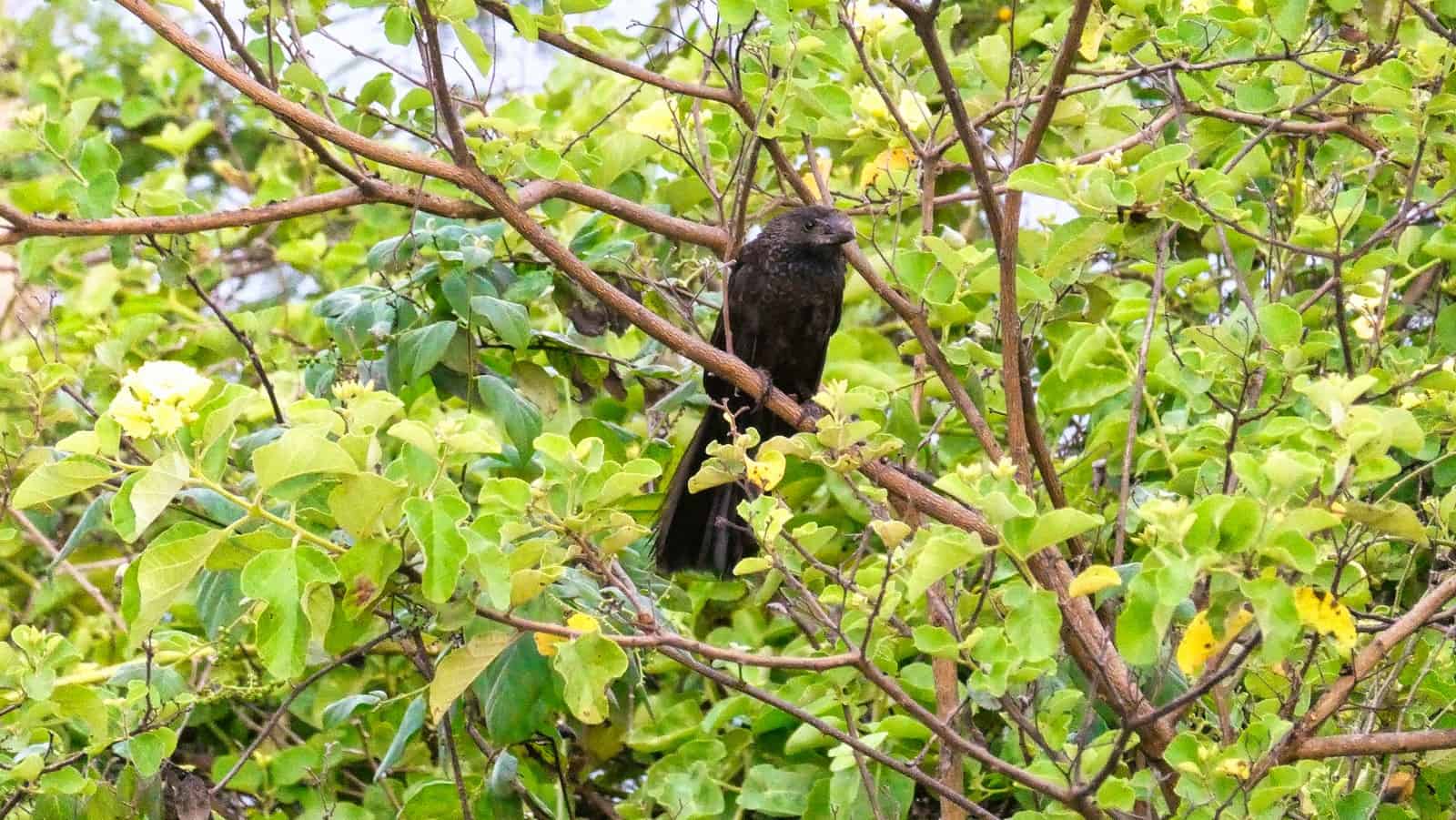 Galapagos Darwin Center