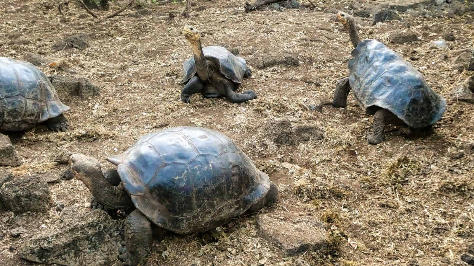 Galapagos Darwin Center