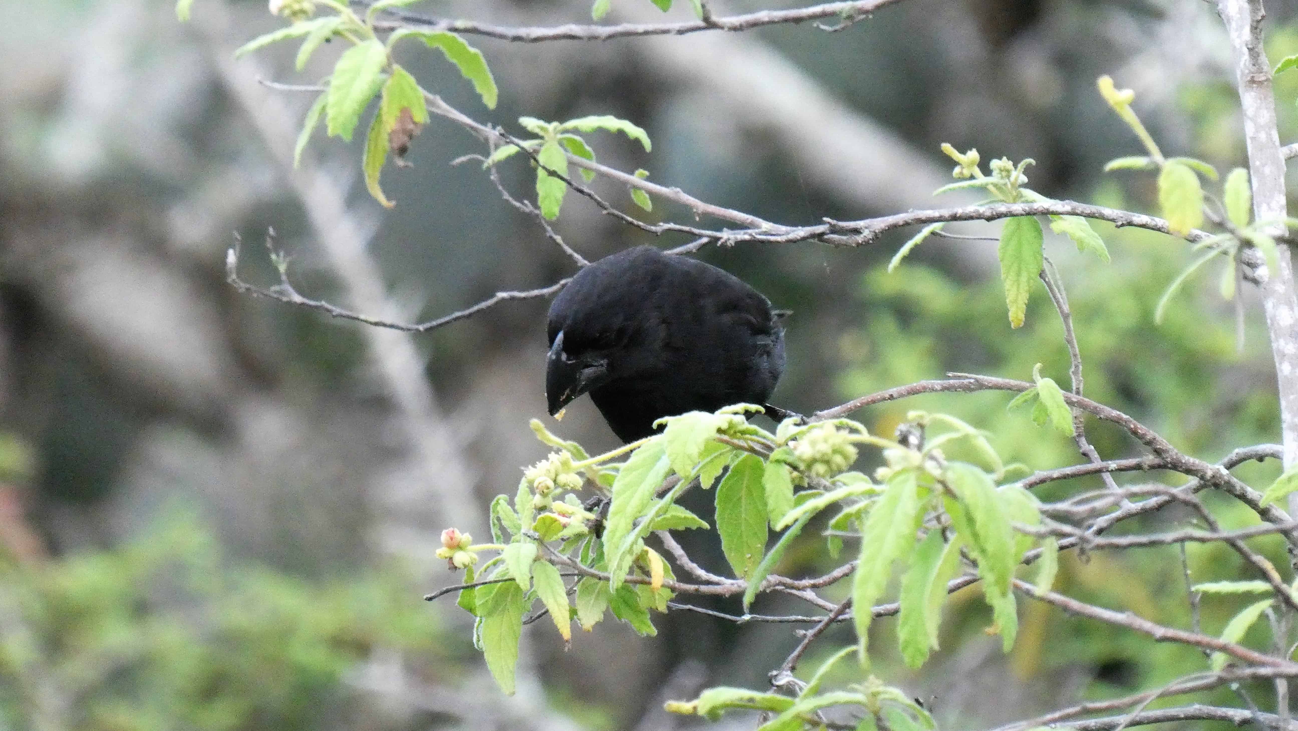 galapagos cruise